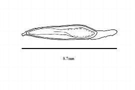   Embryo:   Platanus occidentalis ; Illustration by K. Parker, Kirkbride et al. (2006)
